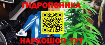 бошки Кингисепп